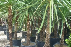 Dracena indivisa (cordyline) 